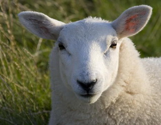 Поголів’я овець і кіз скоротилося за І квартал на 4%